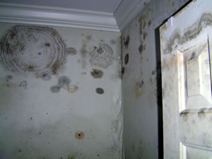Commercial Mould Cleaning