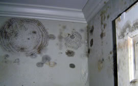 Hartlepool Mould Removal
